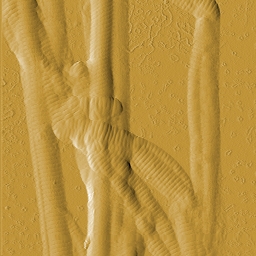 AFM deflection image recorded along with the topography image