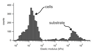 Elstic modulus distribution