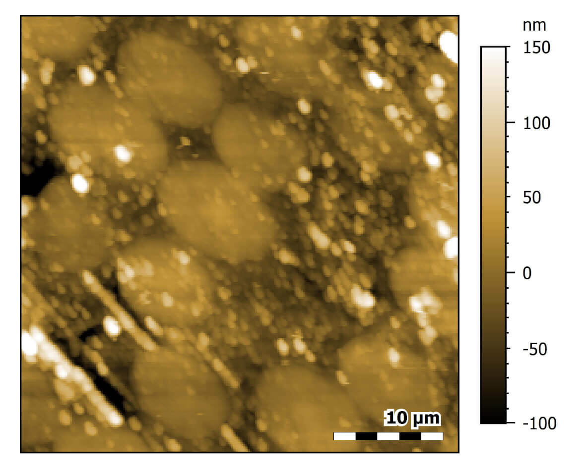 AFM topography of polymer-embedded carbon fibers.