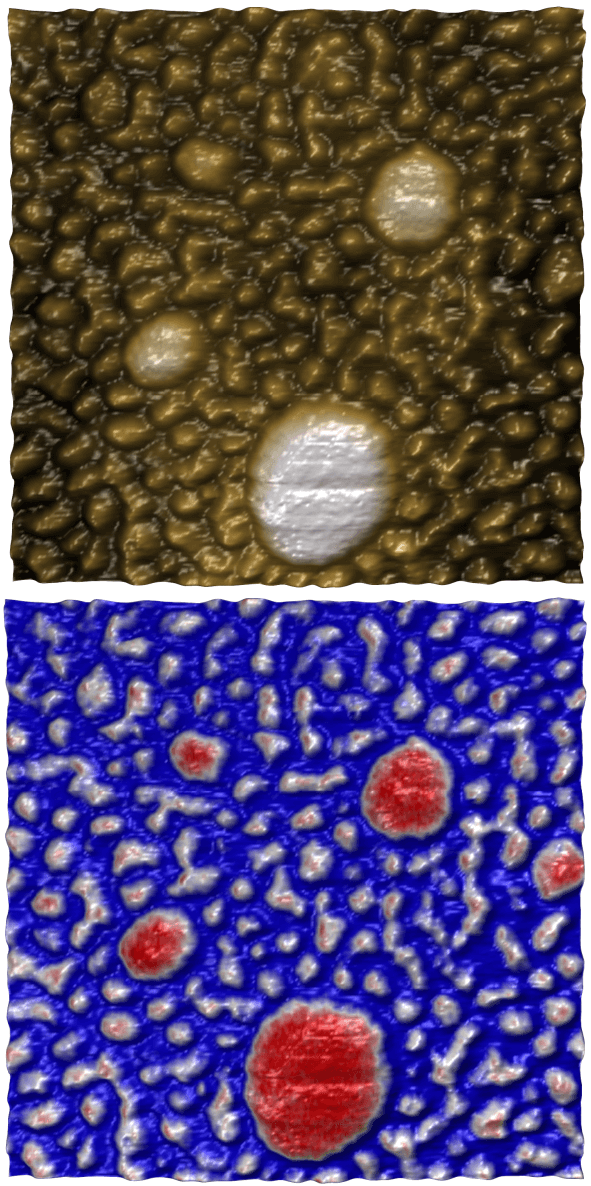 AFM topography and phase at a scan size of 500 nm