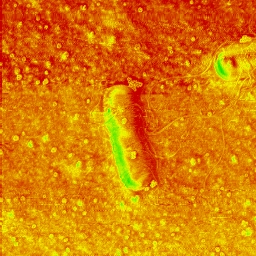 AFM phase image of live Bacillus subtilis recorded simultaneously with the AFM topography.