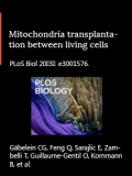 Mitochondria transplantation between living cells