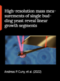 High-resolution mass measurements of single budding yeast reveal linear growth segments