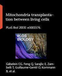 images/publications/Mitochondria_transplantation_between_living_cells.png