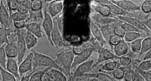 Cell-cell adhesion studied with Flex-FPM