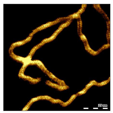 High-resolution topography image of double-stranded DNA (dsDNA) adsorbed to mica in buffer solution
