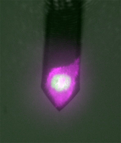 Actin (red) and H2B (green) labelled HeLa kyoto cell on a NSC25 cantilever during a long-term measurement