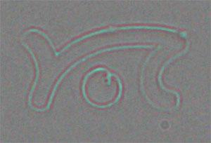 Lithography using the FluidFM. Lithography using the FluidFM.