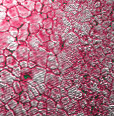 40x40µm 图像, z-范围: 200nm 40x40µm 图像, z-范围: 200nm