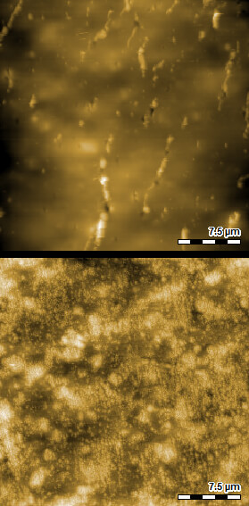 在不同导管上记录的AFM形貌 Unperturbed cell topography