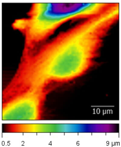 Unperturbed cell topography