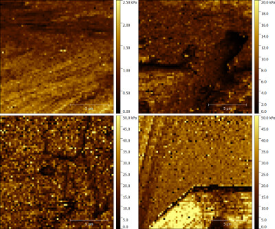 在四种不同的明胶水凝胶上记录的弹性模量图。 afm elastic modulus image