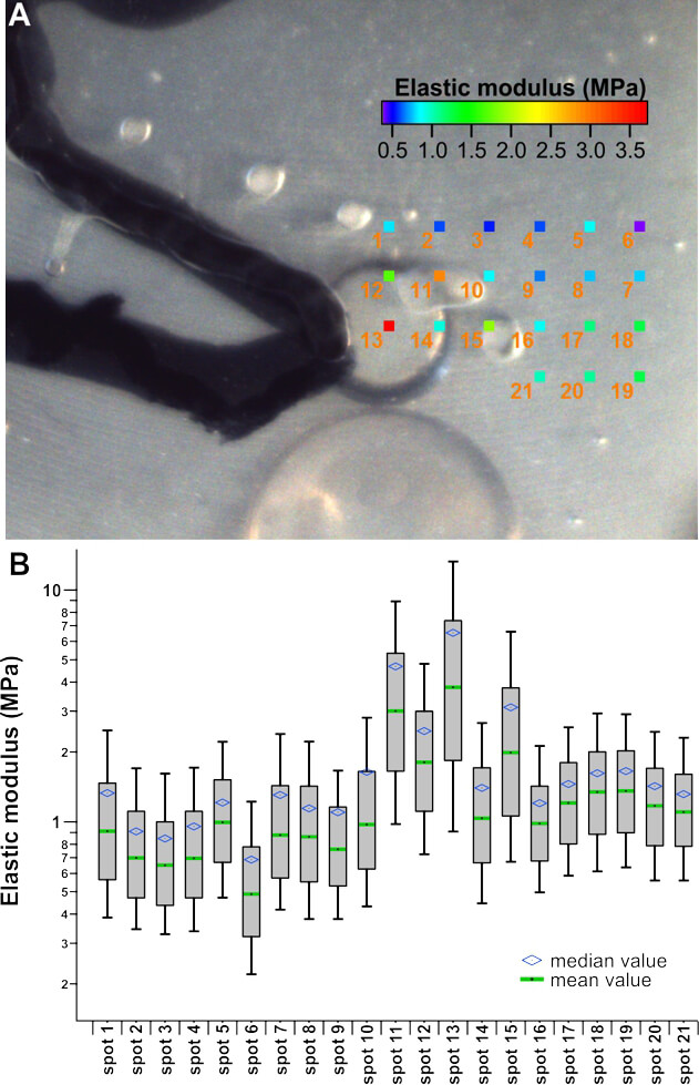 Optical image of the alginate sample overlaid with the elastic modulus measured in different areas and box-whisker plots of the elastic moduli of the different spots