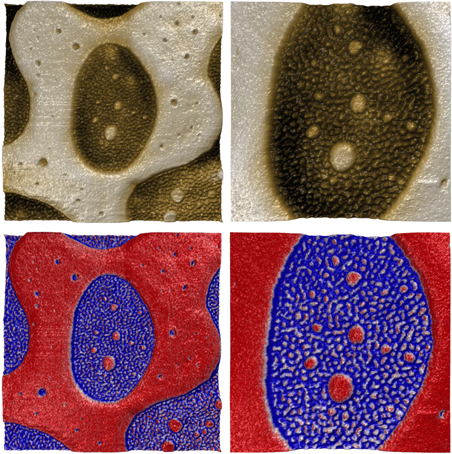 Topography and phase images