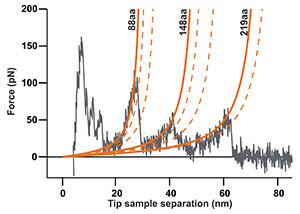 Single molecule force spectroscopy of bacteriorhodopsin