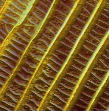 Colloidal spectroscopy of HeLa cells using FluidFM