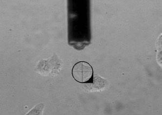 single-cell force spectroscopy