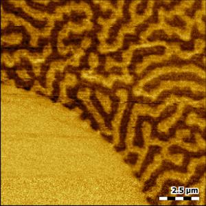 同区域放大的MFM图 Magnetic force microscopy (MFM) zoom on stainless steel