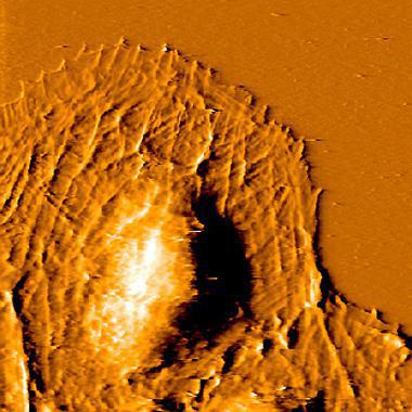 AFM cell image of living Rat-2 cells in cell culture medium. The deflection image was recorded with a Nanosurf FlexAFM installed on a Zeiss Axiovert inverted microscope. Image size: 60 µm × 60 µm.