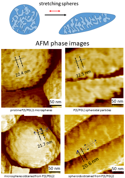 AFM phase images of microspheres and spheroids