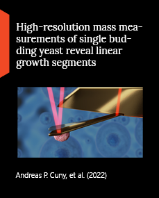 High-resolution mass measurements of single budding yeast reveal linear growth segments