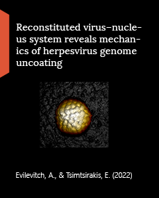Reconstituted virus–nucleus system reveals mechanics of herpesvirus genome uncoating