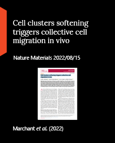 Cell clusters softening triggers collective cell migration in vivo