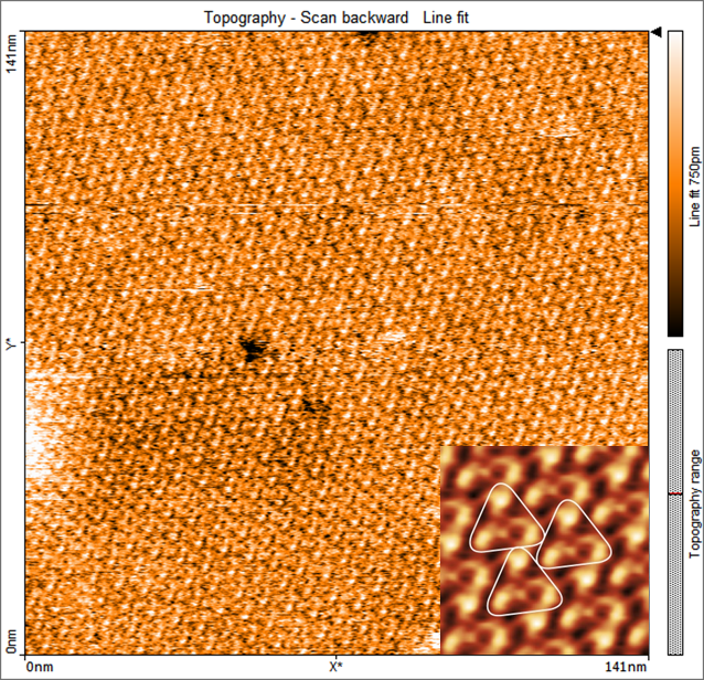 AFM topography overview of bacteriorhodopsin in contact mode