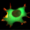 Performing Bio-AFM on live cells