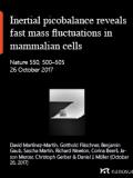 Inertial picobalance reveals fast mass fluctuations in mammalian cells