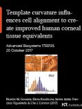 Template curvature influences cell alignment to create improved human corneal tissue equivalents