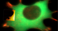 Performing Bio-AFM on live cells