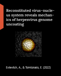 images/publications/Reconstituted_virusnucleus_system_reveals_mechanics_of_herpesvirus_genome_uncoating.png