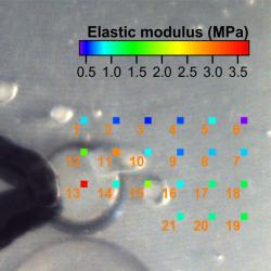 images/applications/an01030-flex-ana-alginate-hydrogel-modulus-title.jpg