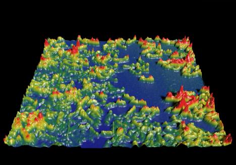 Geobacter bacterium on gold substrate imaged in dynamic force mode