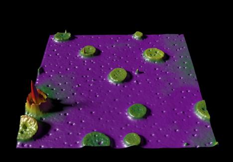 SBR-PMMA polymer blend imaged in phase contrast mode