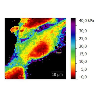 Force mapping of living cultured cells