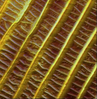 AFM image of butterfly wings