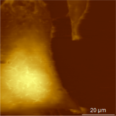 Cells imaged in medium with photothermal excitation and AC40 cantilever